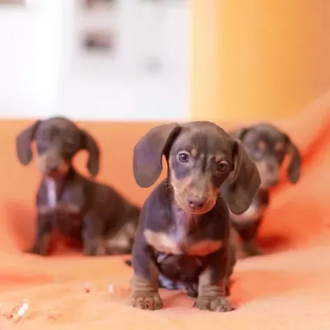 Bassotti nani cuccioli choco da 60 euro al mese