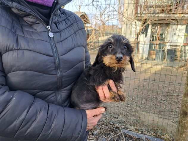 BASSOTTO NANO A PELO DURO CUCCIOLI