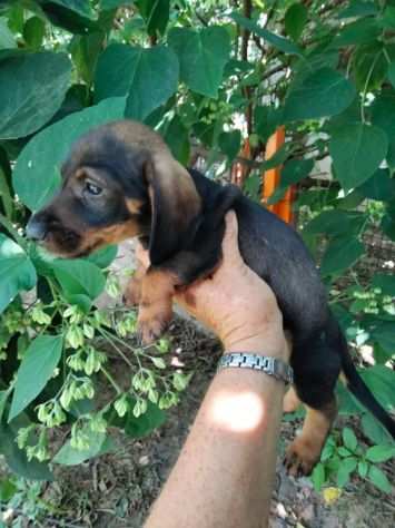 BASSOTTO NANO A PELO DURO CUCCIOLI