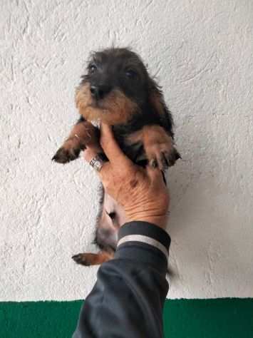 BASSOTTO NANO A PELO DURO CUCCIOLI