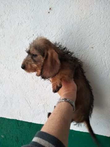 BASSOTTO NANO A PELO DURO CUCCIOLI