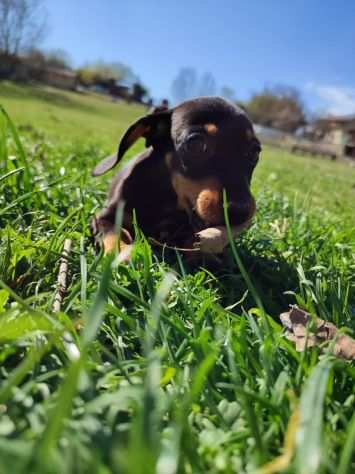 Bassotto nano cuccioli