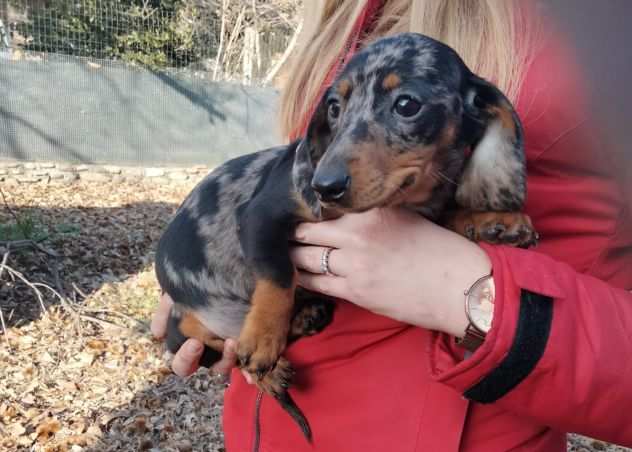 BASSOTTO NANO CUCCIOLI