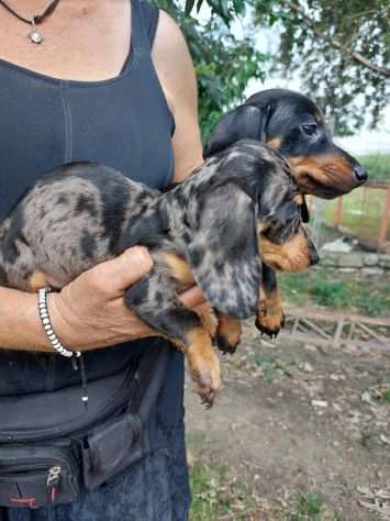 BASSOTTO NANO CUCCIOLI