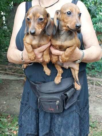 BASSOTTO NANO CUCCIOLI