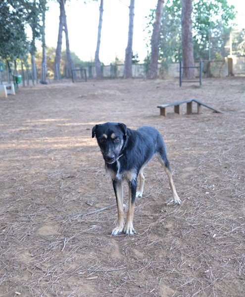 Boris bellissimo e simpatico cane in adozione