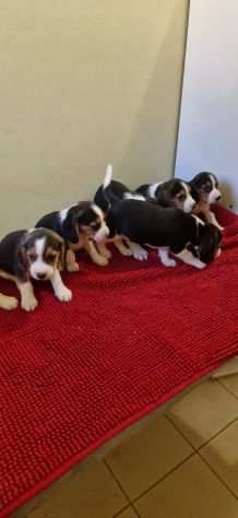 BEAGLE CUCCIOLI