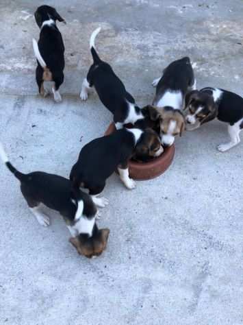 BEAGLE CUCCIOLI