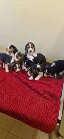 BEAGLE CUCCIOLI