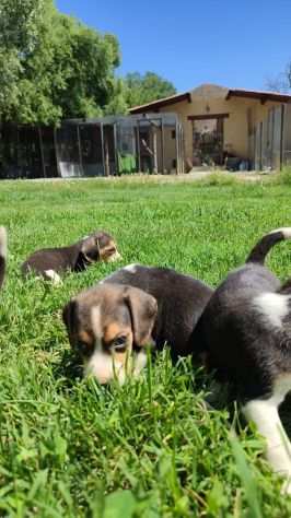 Beagle cuccioli