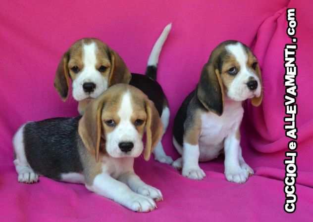 Beagle Cuccioli - Allevamento ric. Enci