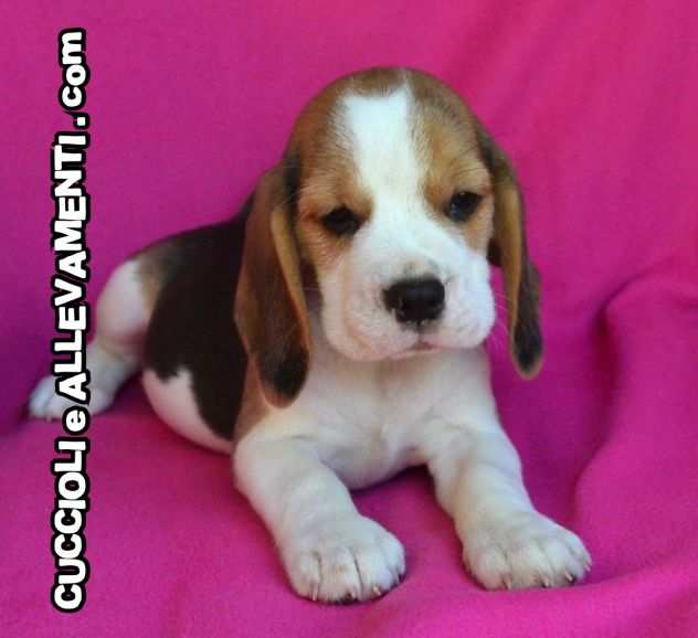 Beagle Cuccioli - Allevamento ric. Enci