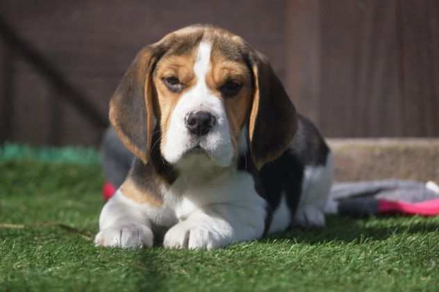 BEAGLE CUCCIOLI SPLENDIDI CON PEDIGREE