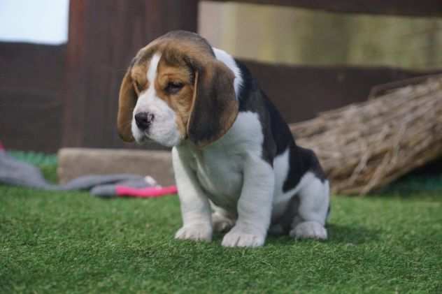 BEAGLE CUCCIOLI SPLENDIDI CON PEDIGREE