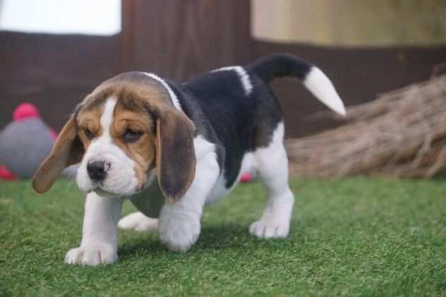 BEAGLE CUCCIOLI SPLENDIDI CON PEDIGREE