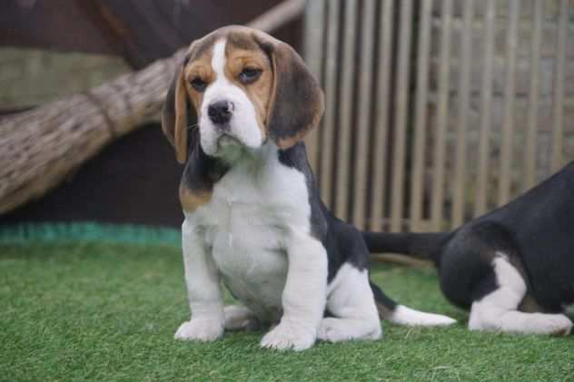 BEAGLE CUCCIOLI SPLENDIDI CON PEDIGREE