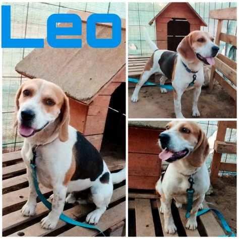 Beagle in adozione..LEO CERCA UNA VERA FAMIGLIA