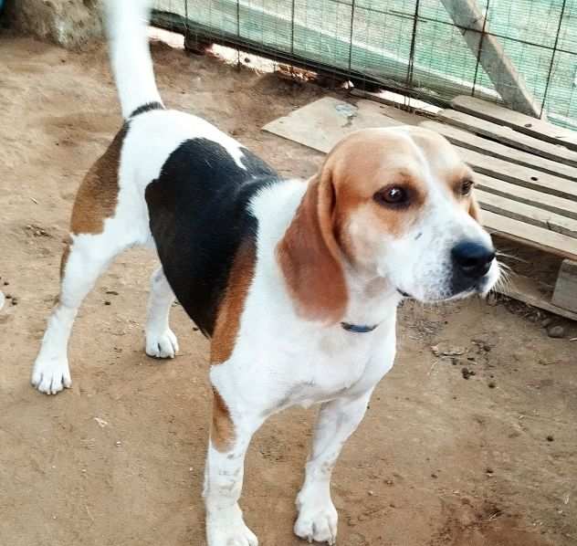 Beagle in adozione..LEO CERCA UNA VERA FAMIGLIA