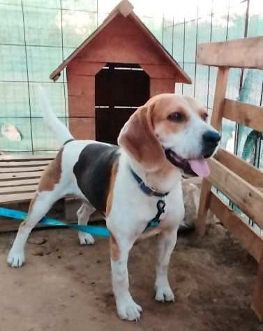 Beagle in adozione..LEO CERCA UNA VERA FAMIGLIA