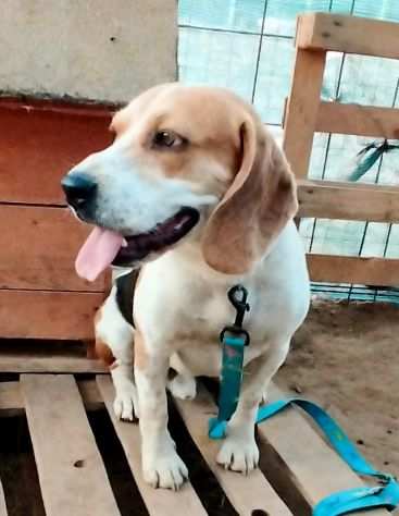 Beagle in adozione..LEO CERCA UNA VERA FAMIGLIA