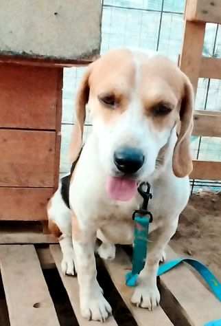 Beagle in adozione..LEO CERCA UNA VERA FAMIGLIA