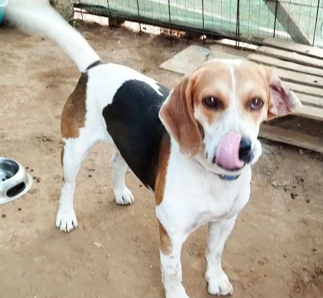 Beagle in adozione..LEO CERCA UNA VERA FAMIGLIA