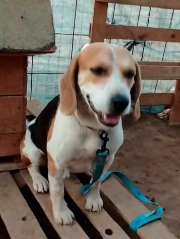 Beagle in adozione..LEO CERCA UNA VERA FAMIGLIA