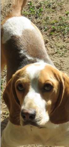 BEAGLE PURO, MARCUS 2 ANNI, ABBANDONATO PERHErsquo NON IDONEO ALLA CACCIA