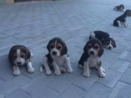 Beagle tricolore cuccioli