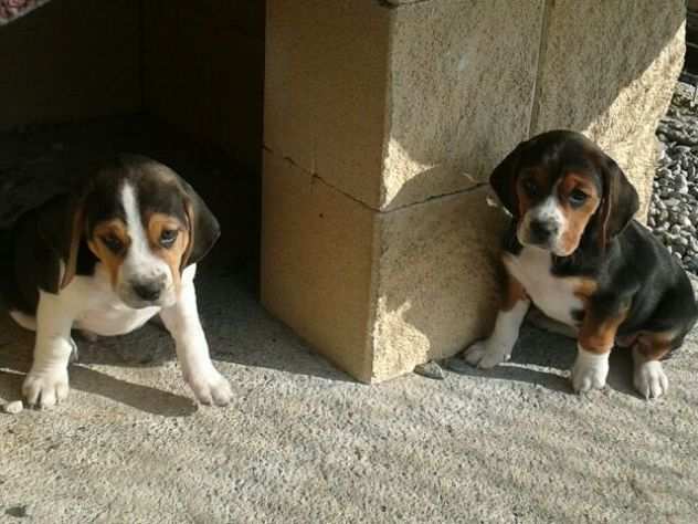 Beagle tricolore cuccioli