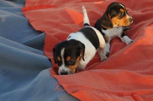 Beagle tricolore cuccioli