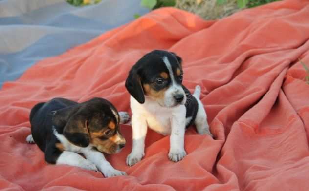 Beagle tricolore cuccioli