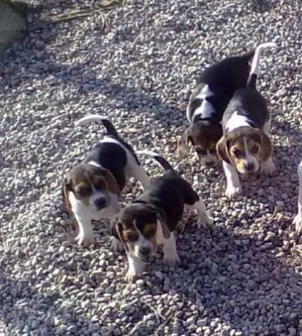 Beagle tricolore cuccioli