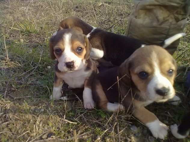 Beagle tricolore cuccioli