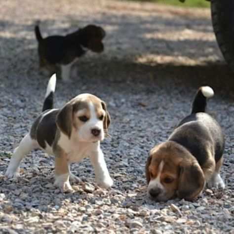 Beagle tricolore femminucce