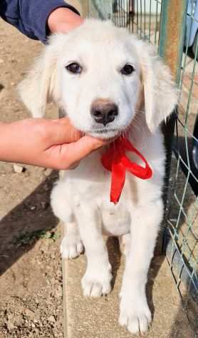 Beatrice,in adozione dal rifugio