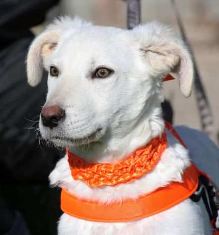 Becks e cloud 4 mesi simil Labrador in adozione