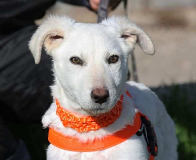 Becks e cloud 4 mesi simil Labrador in adozione