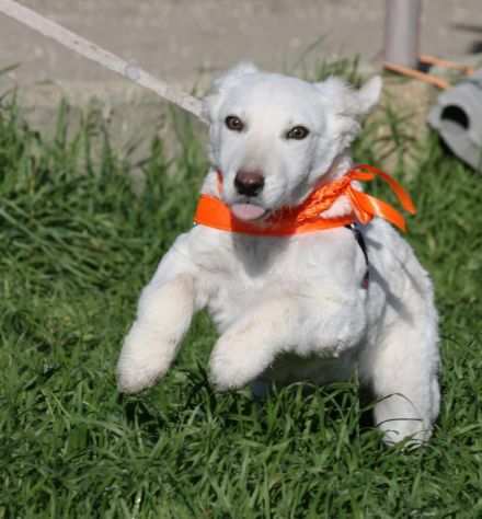 Becks e cloud 4 mesi simil Labrador in adozione
