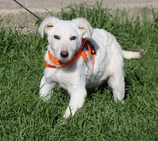 Becks e cloud 4 mesi simil Labrador in adozione