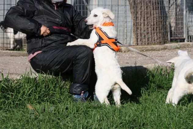 Becks e cloud 4 mesi simil Labrador in adozione
