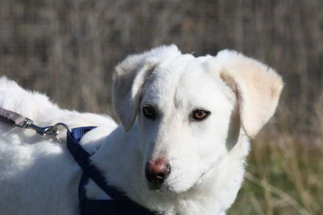 Beeks cucciolo abbandonato in una stradina vicino il canile aspetta la sua mamma