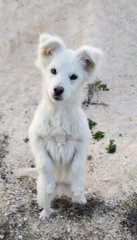 Bel e Roy in adozione cercano una casa