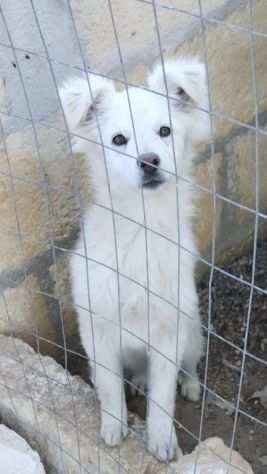 Bel e Roy in adozione cercano una casa