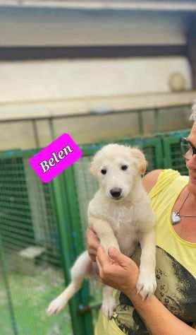 BELEN cucciola in canile tg contenuta - Calabria