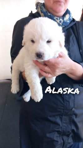 Bella , Alaska e Rosy cucciole