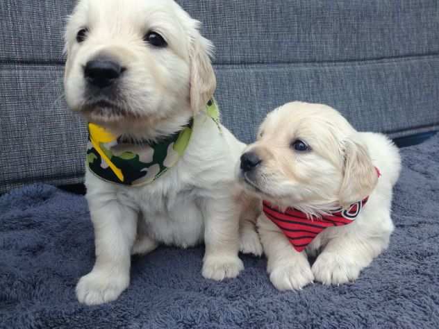 Bellissimi Cuccioli di Golden Retriever Disponibili