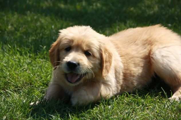 Bellissimi Cuccioli di Golden Retriever Disponibili