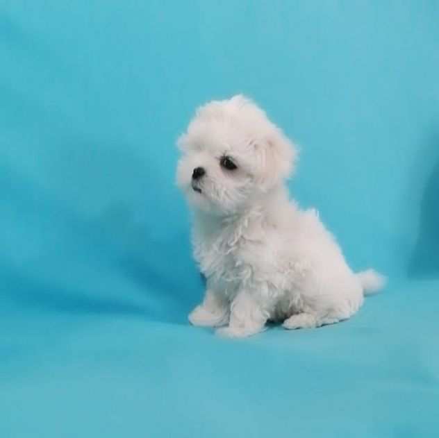 Bellissimi cuccioli di maltese in adozione