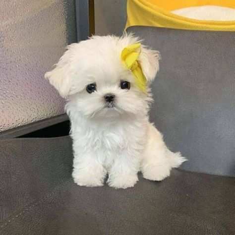 Bellissimi cuccioli di maltese in adozione